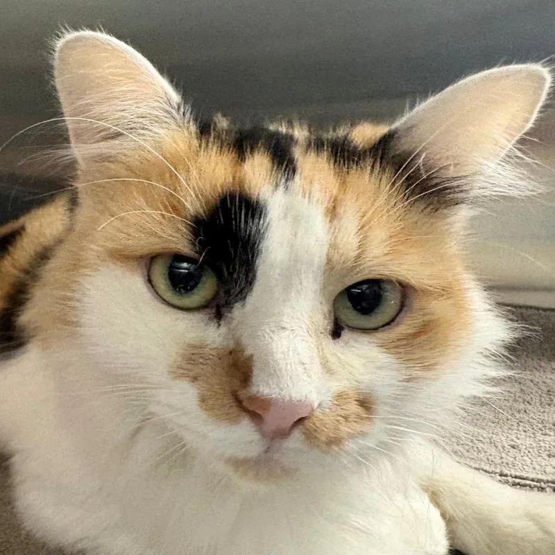 An adult medium-sized female White Domestic Long Hair cat named Libby for adoption in East Hanover, NJ