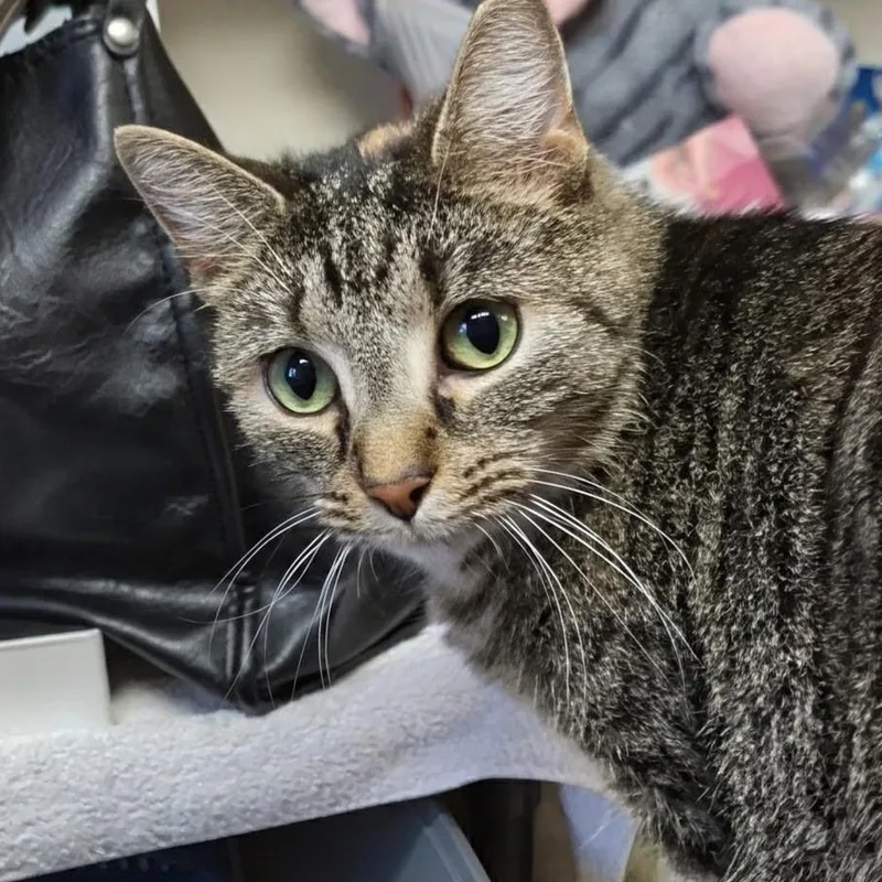 A young medium-sized female Tabby (Buff / Tan / Fawn) Domestic Short Hair cat named Remi Best Friends with for adoption in West Jefferson, OH