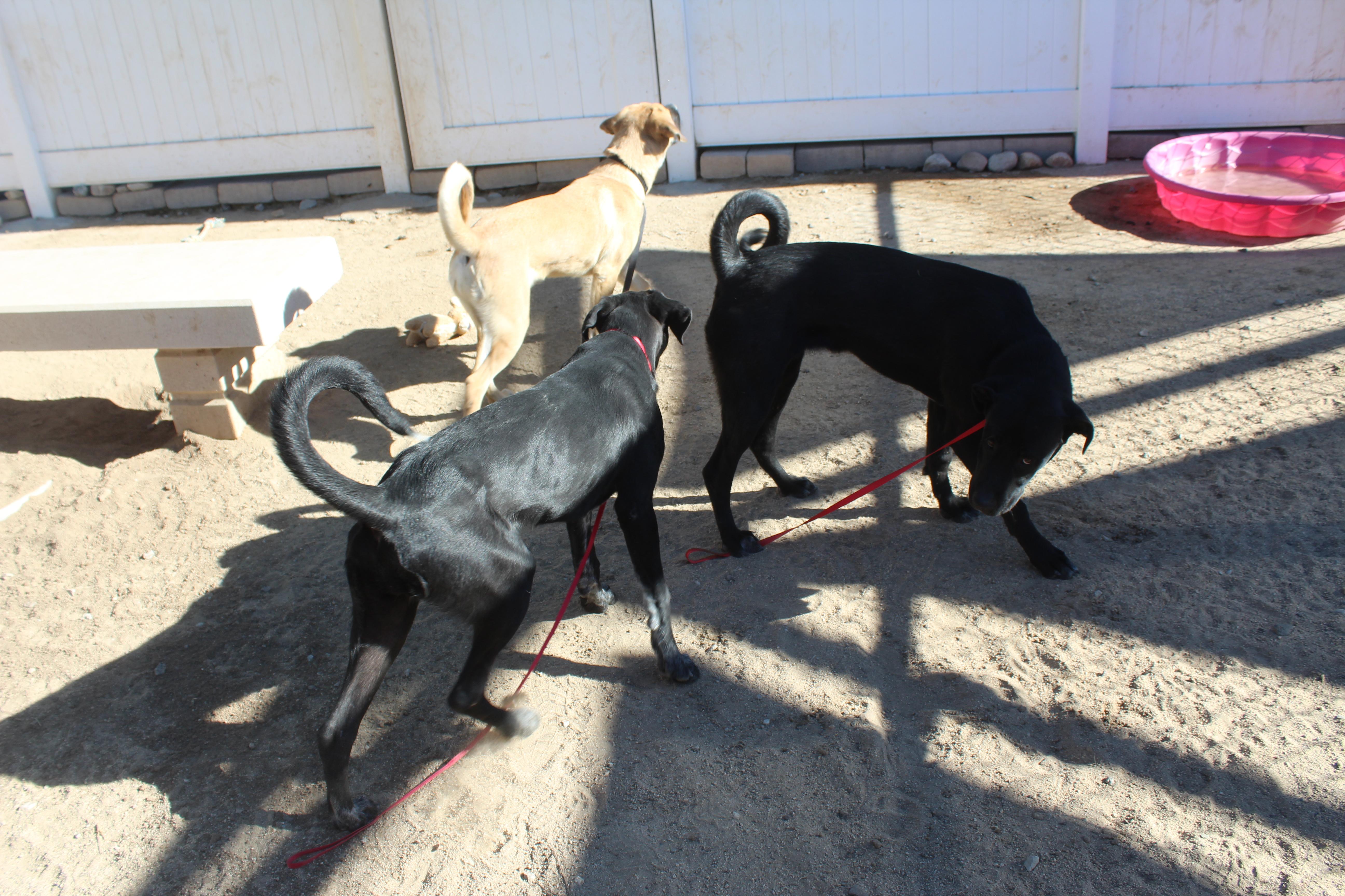 A young medium-sized female Black Labrador Retriever dog named Buttercup for adoption in Yucca Valley, CA