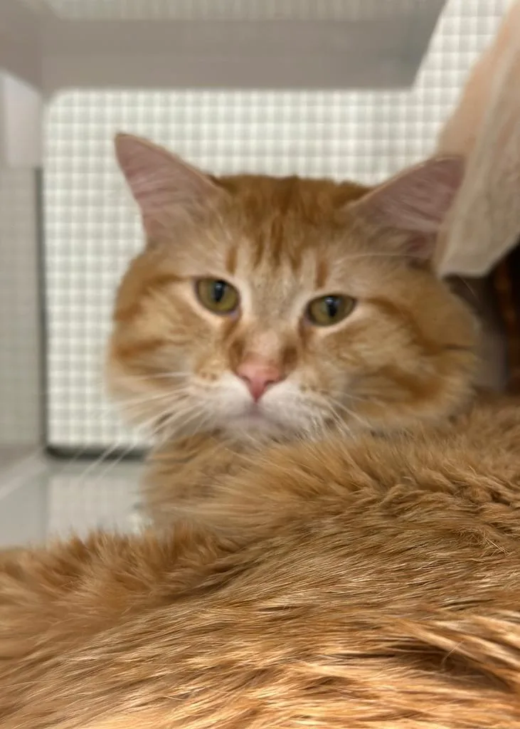 A young medium-sized male Domestic Long Hair cat named Gonzo for adoption in Saint Paul, MN