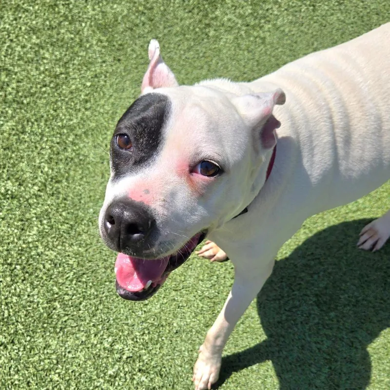 An adult medium-sized female White / Cream Boxer dog named Spots for adoption in Chattanooga, TN