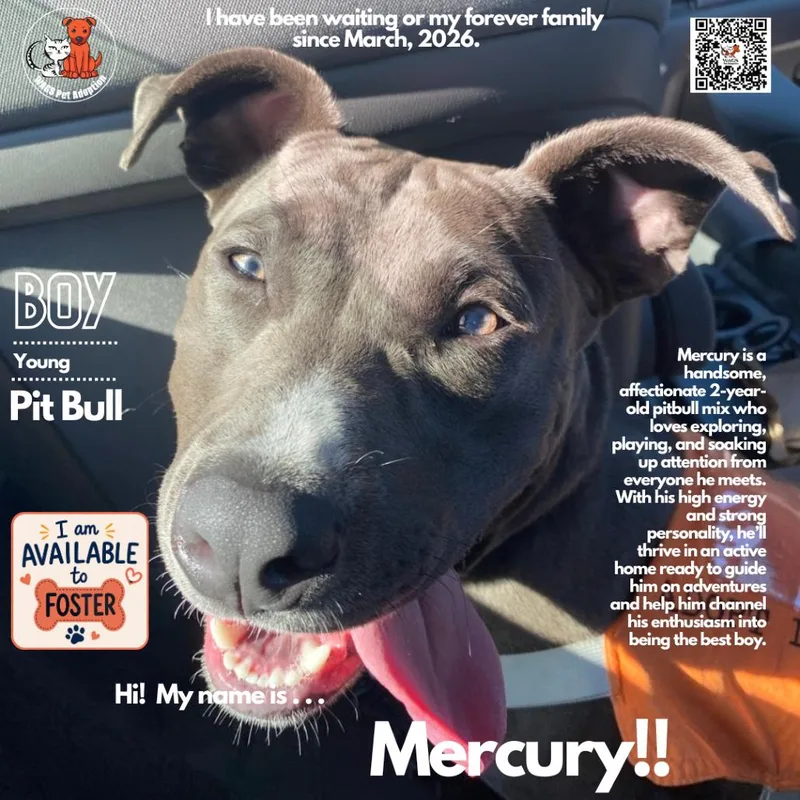 A young medium-sized male Gray / Blue / Silver Pit Bull Terrier dog named Mercury for adoption in Westminster, CA