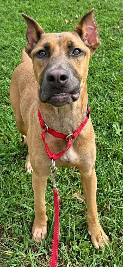 A baby medium-sized female Doberman Pinscher dog named Gretchen Woofson for adoption in East Ridge, TN