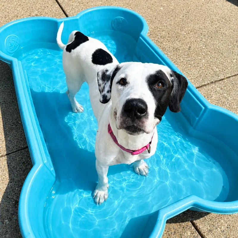An adult large-sized male White / Cream Mixed Breed dog named Snoopy for adoption in Charleston, WV