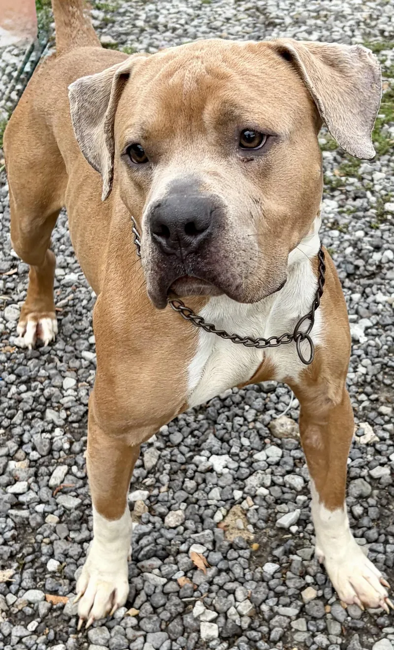 A young medium-sized male Yellow / Tan / Blond / Fawn Pit Bull Terrier dog named Tiny for adoption in McKeesport, PA
