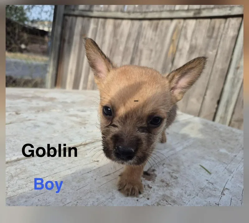 Goblin thumbnail 2