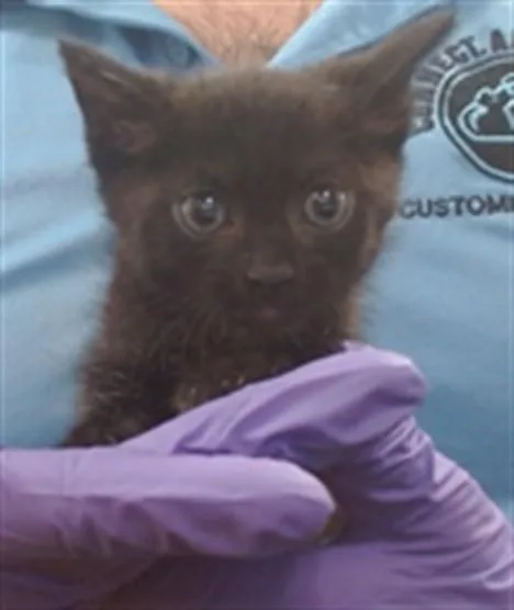 A baby small-sized male Domestic Short Hair cat named Muishy for adoption in Miami, FL