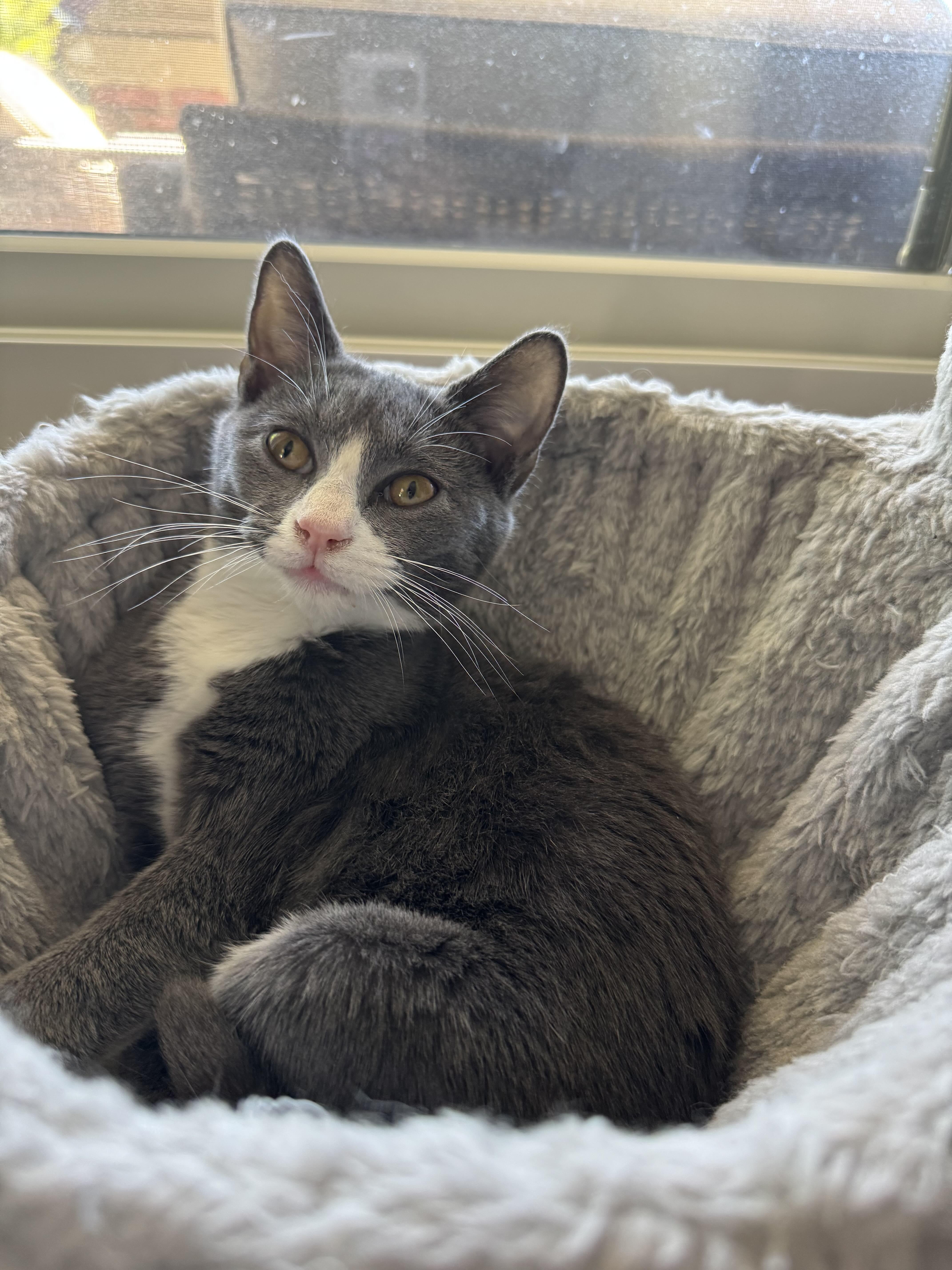 A baby small-sized female Gray & White Domestic Short Hair cat named French Fry for adoption in Nashville, TN