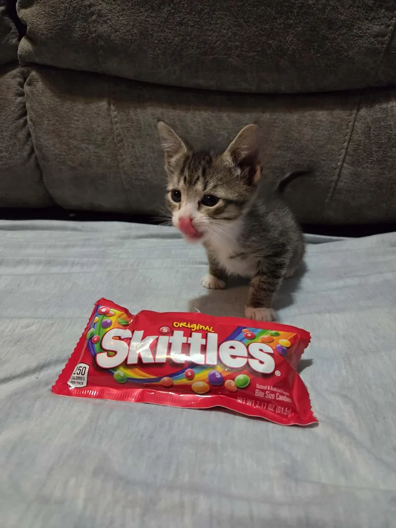 Skittles thumbnail 3