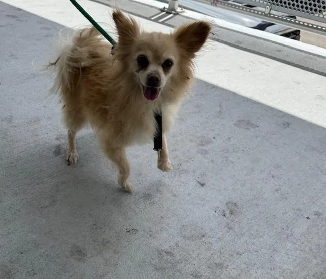 An adult small-sized female Chihuahua dog named Mochi for adoption in Miami, FL