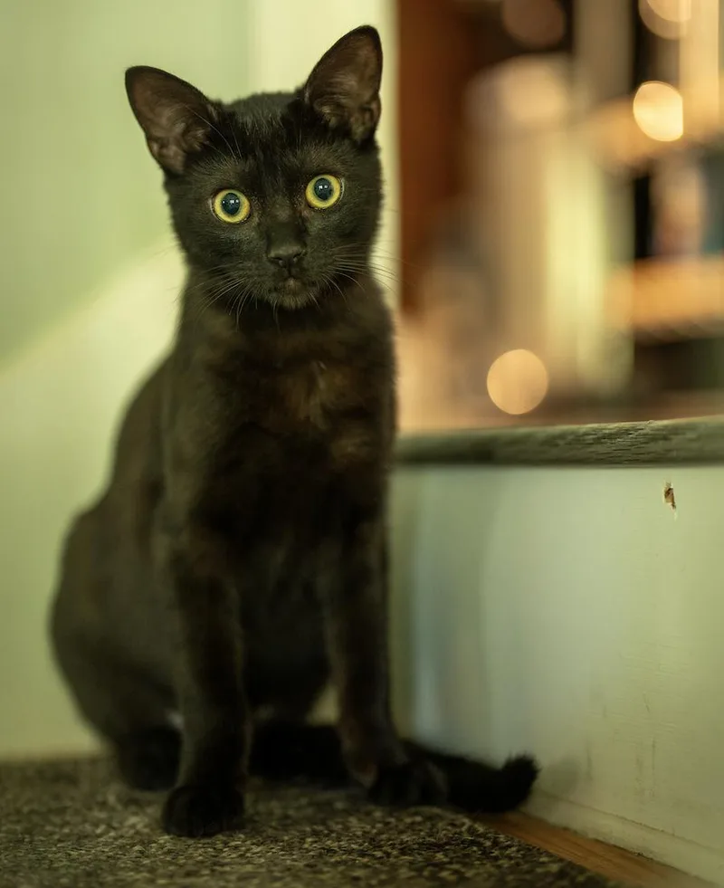 A baby small-sized male Black Domestic Short Hair cat named Galegi for adoption in Asheville, NC