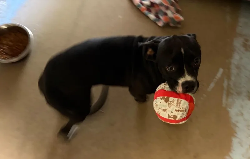 A baby medium-sized female Boston Terrier dog named Francine for adoption in Ada, OK