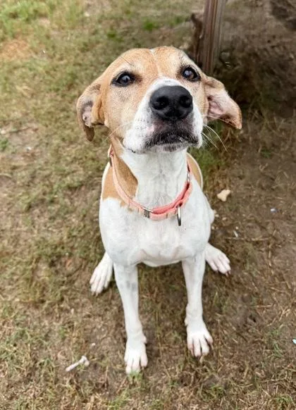 An adult medium-sized female Golden Jack Russell Terrier dog named Trixie for adoption in Inverness, FL