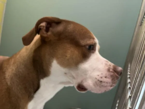 A young medium-sized male Mixed Breed dog named Buster for adoption in Ridgewood, NY