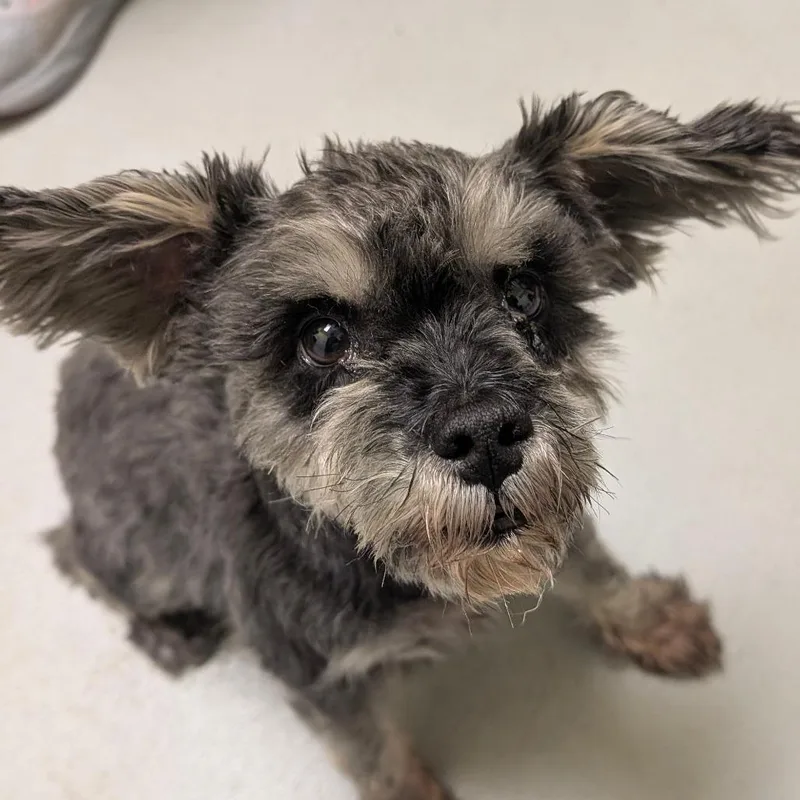 An adult small-sized male Black Schnauzer dog named Zeke for adoption in Charlottesville, VA
