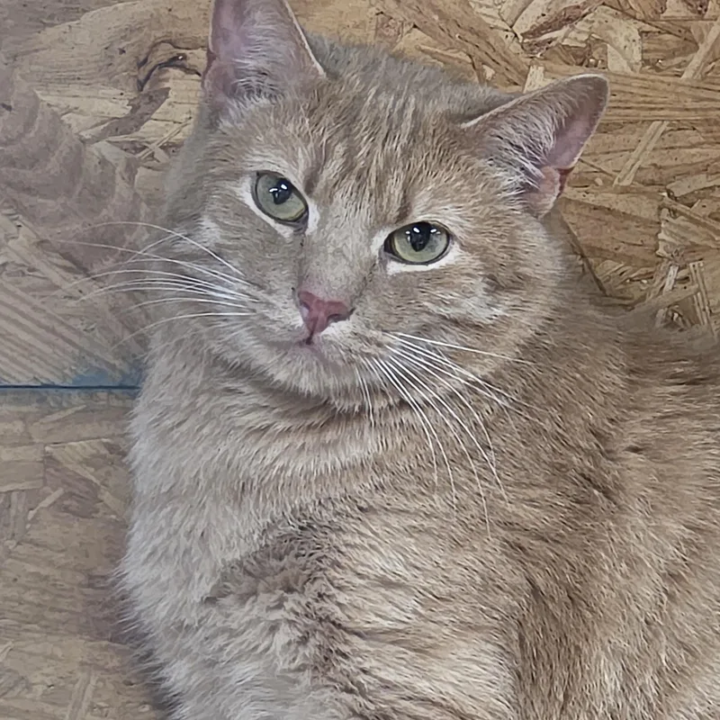 A young medium-sized male Orange / Red Tabby cat named Tigger for adoption in Richmond, VA