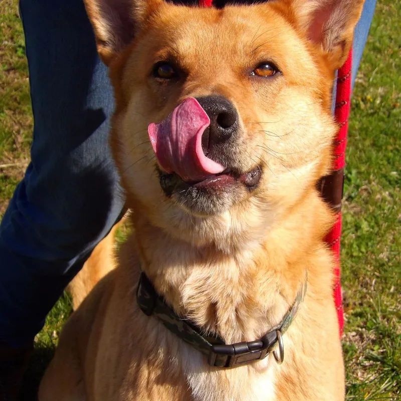 An adult medium-sized male Yellow / Tan / Blond / Fawn Shepherd dog named Todd for adoption in Newark, NJ