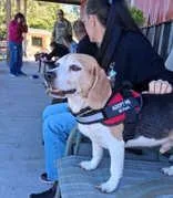 A senior small-sized male Beagle dog named Otis for adoption in Moline, IL