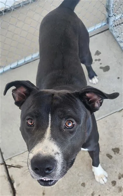 An adult medium-sized male Black Pit Bull Terrier dog named Dorian Gray  URGENT for adoption in Thousand Oaks, CA