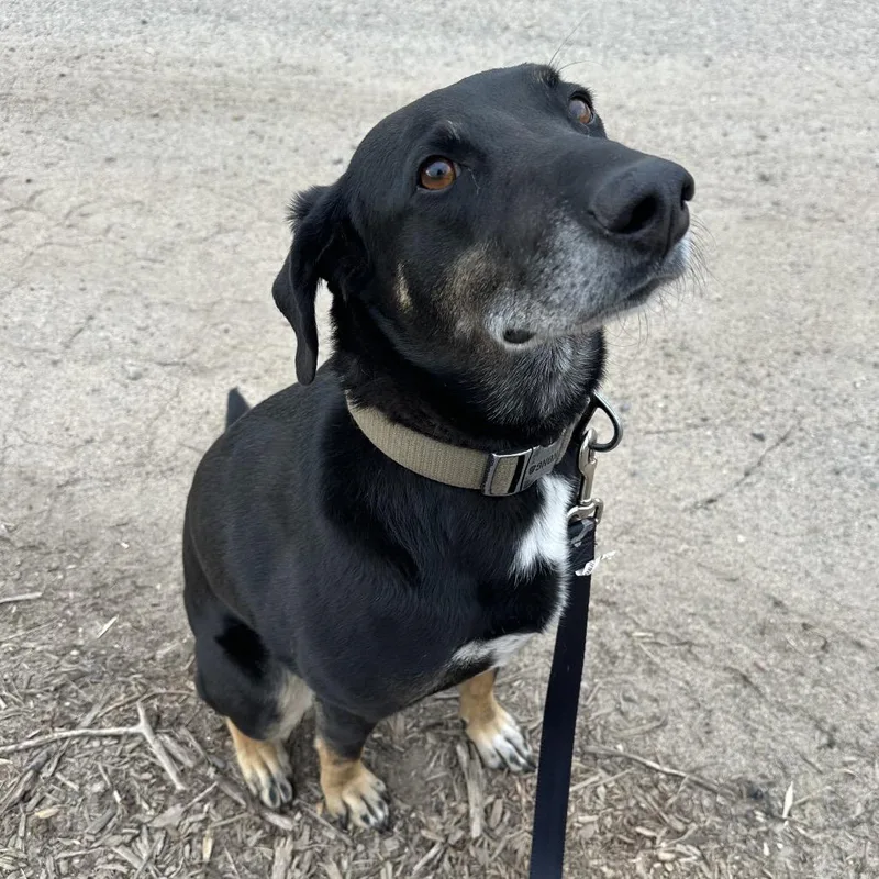 An adult medium-sized male Black Hound dog named Dobbie for adoption in Brainerd, MN