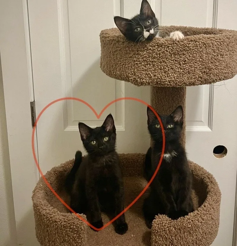A baby medium-sized female Black Domestic Short Hair cat named Stop for adoption in Milwaukee, WI