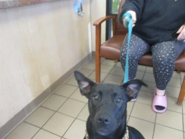 A young medium-sized female Labrador Retriever dog named A for adoption in Ocala, FL