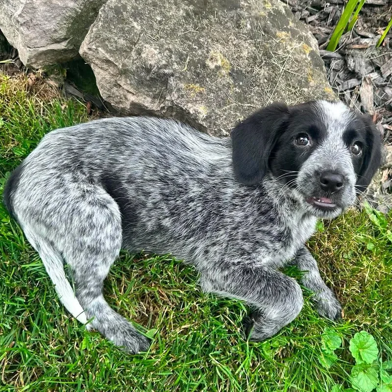 A baby medium-sized male Bicolor Spaniel dog named Oreo for adoption in Rochester, NY