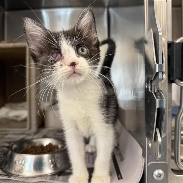 A baby small-sized female Domestic Short Hair cat named Willow for adoption in San Antonio, TX