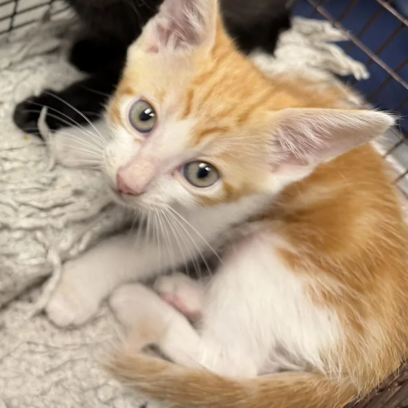 A baby small-sized male Orange / Red Domestic Short Hair cat named Gary for adoption in Los Angeles, CA
