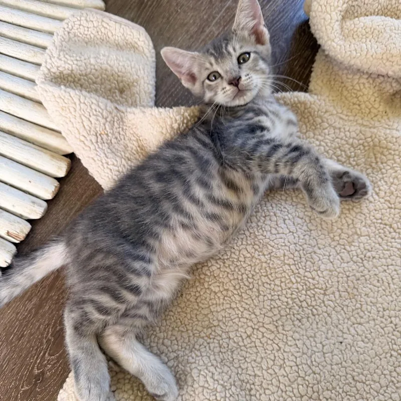 A baby small-sized male Gray / Blue / Silver Domestic Short Hair cat named Hercules for adoption in Volcano, HI