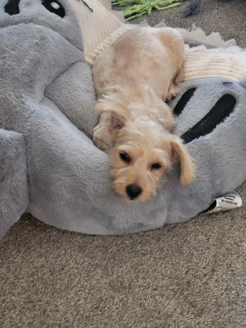 Oink The Happy Pup