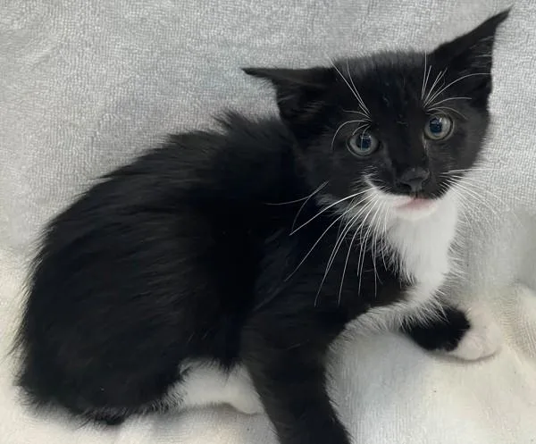 A baby small-sized male Domestic Short Hair cat named Cod for adoption in Staten Island, NY