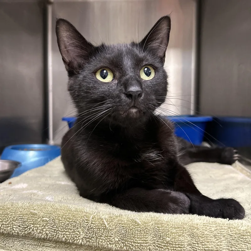 An adult medium-sized female Black Domestic Short Hair cat named Midnight for adoption in La Grange Park, IL