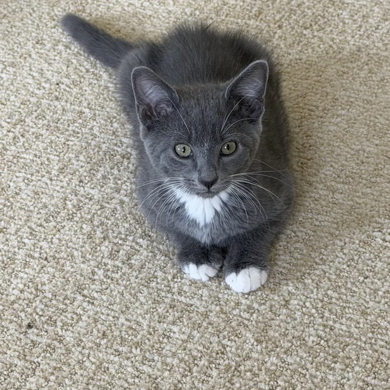 A baby medium-sized male Domestic Short Hair cat named Seth for adoption in Duluth, GA