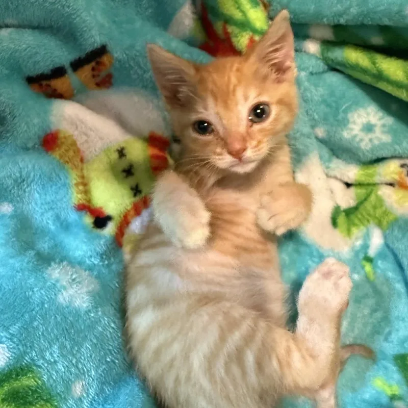 A baby small-sized male Orange / Red Domestic Short Hair cat named Kyo for adoption in Brownsboro, AL