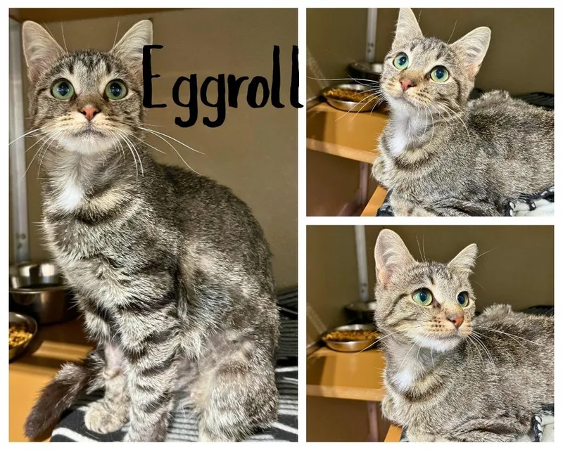 A young medium-sized female Domestic Short Hair cat named Egg Roll for adoption in Pierceton, IN