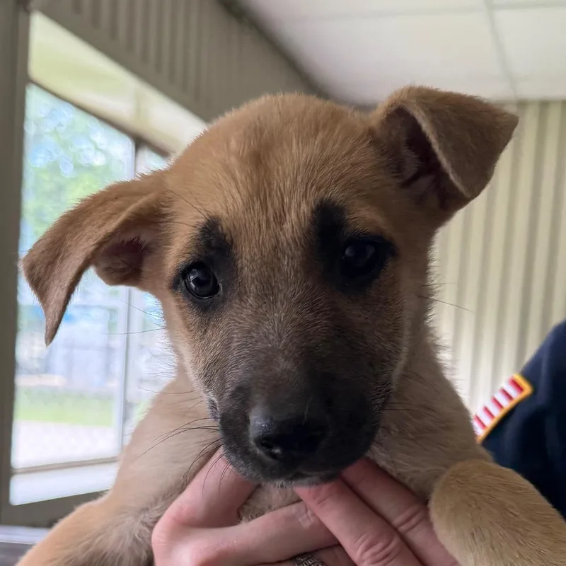 A baby medium-sized female Yellow / Tan / Blond / Fawn Shepherd dog named Aspen for adoption in Jacksonville, AR