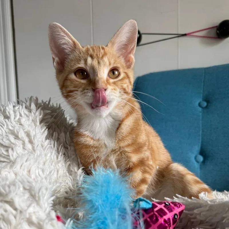 A baby small-sized female Orange / Red Domestic Short Hair cat named Ginny for adoption in Roselle, IL
