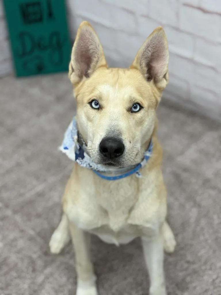 An adult large-sized male Husky dog named Todd for adoption in Detroit, MI