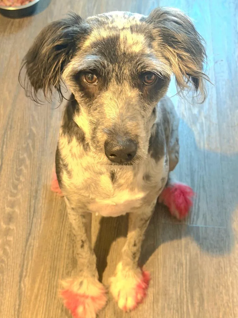 A young large-sized female Australian Shepherd dog named Maggie for adoption in St. Augustine, FL