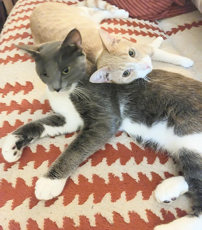 Bennie & Brody thumbnail 2