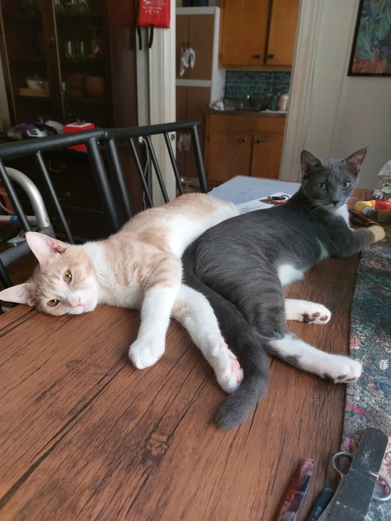 Bennie & Brody thumbnail 3