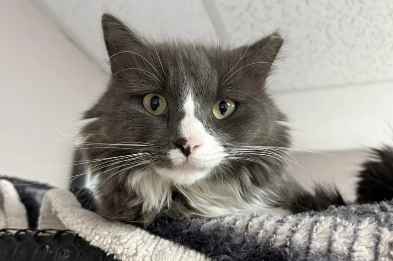 An adult medium-sized male Domestic Long Hair cat named Chirps for adoption in Fountain Hills, AZ