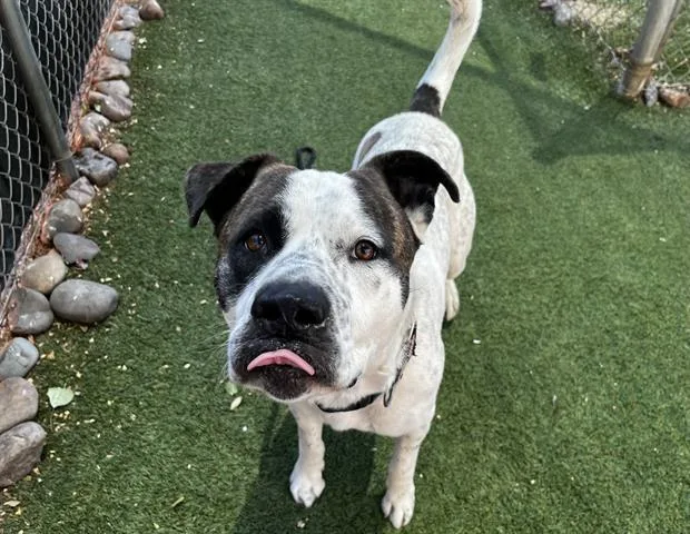 An adult large-sized male Pit Bull Terrier dog named Zion for adoption in Mesa, AZ