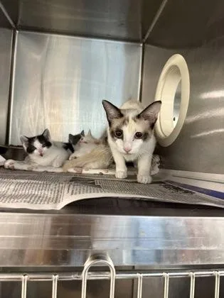 An adult small-sized female Domestic Short Hair cat named Sweet Potato for adoption in Shreveport, LA