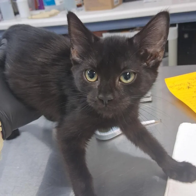 A baby small-sized female Black Domestic Short Hair cat named LaBelle for adoption in Marble, NC