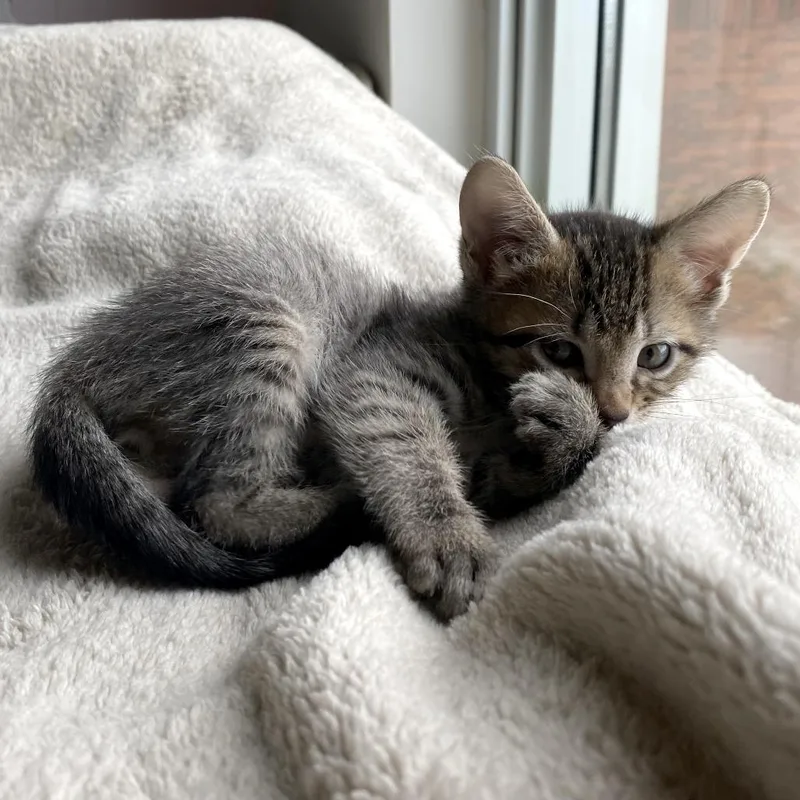 A baby small-sized male Brown / Chocolate Domestic Short Hair cat named Unconditionally Loved for adoption in Austin, TX