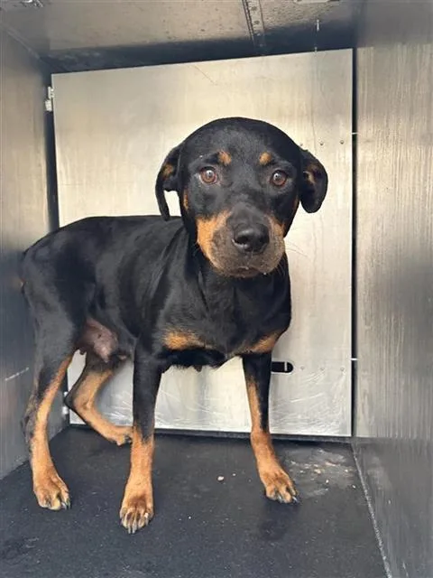 An adult extra large-sized female Rottweiler dog named Demi for adoption in San Antonio, TX
