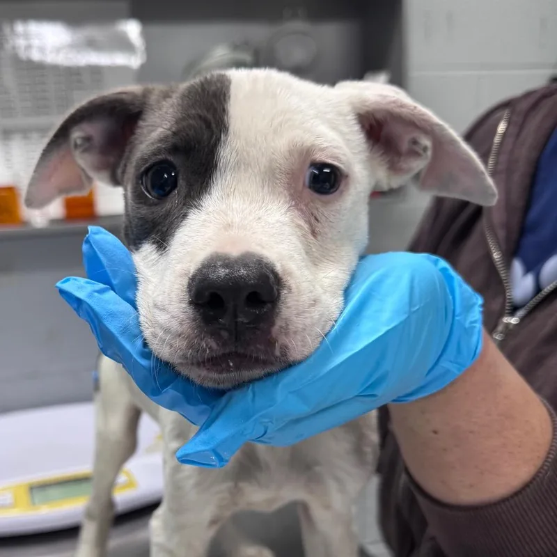 A baby small-sized female Mixed Breed dog named Coraline for adoption in Summerville, SC