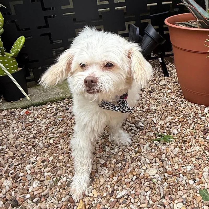 An adult small-sized male White / Cream Maltese dog named Murphy for adoption in Bastrop, TX